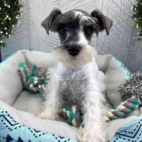 Mini Schnauzer