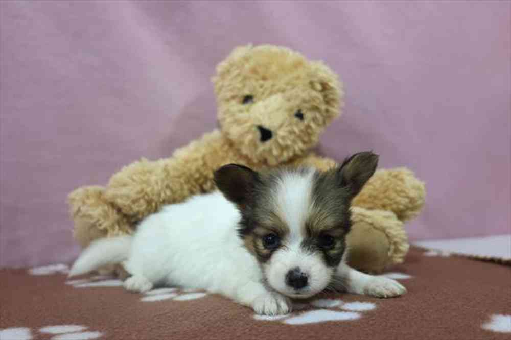 carousel pet images