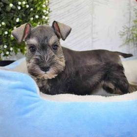 Mini Schnauzer