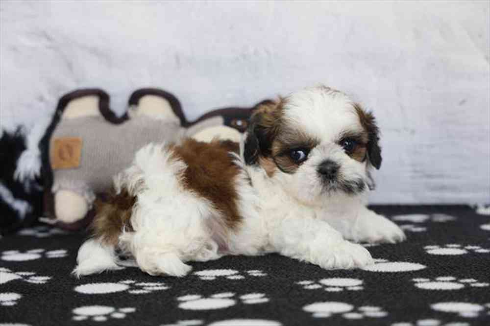 carousel pet images