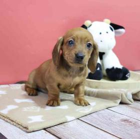 Dachshund