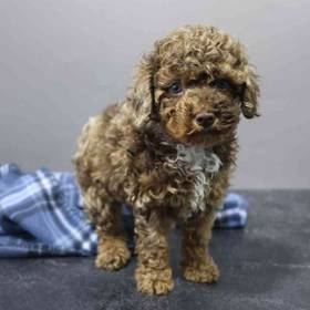 Mini Poodle