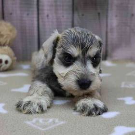 Mini Schnauzer