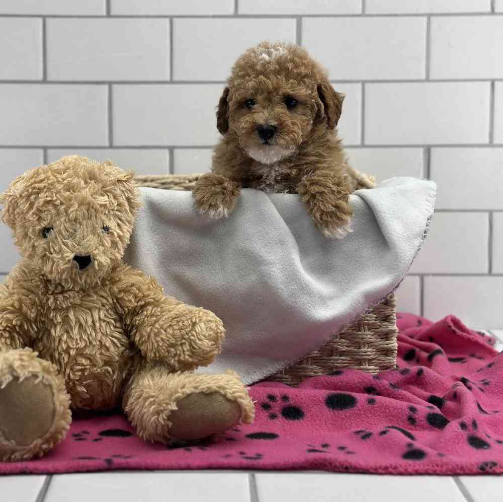 Female Mini Poodle Puppy for Sale in Millersburg, IN