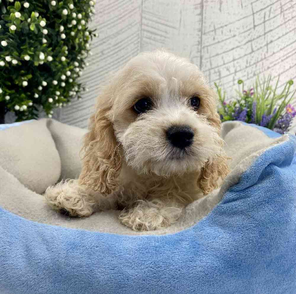 Cocker bichon sales puppies for sale
