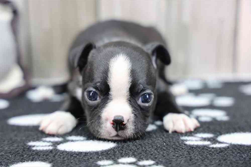 pet-img