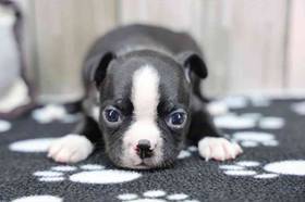 Boston Terrier