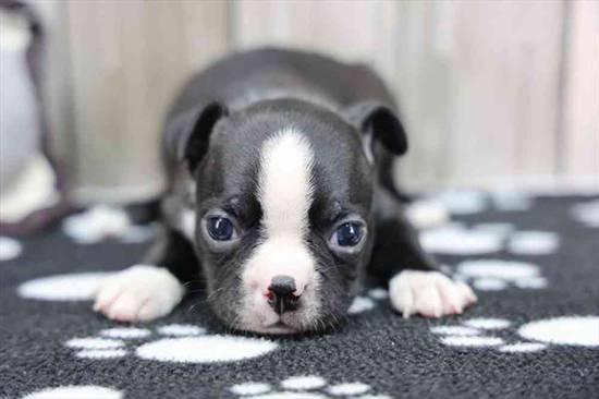 Boston Terrier