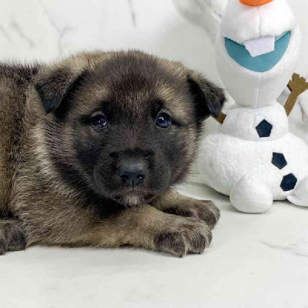 carousel pet images