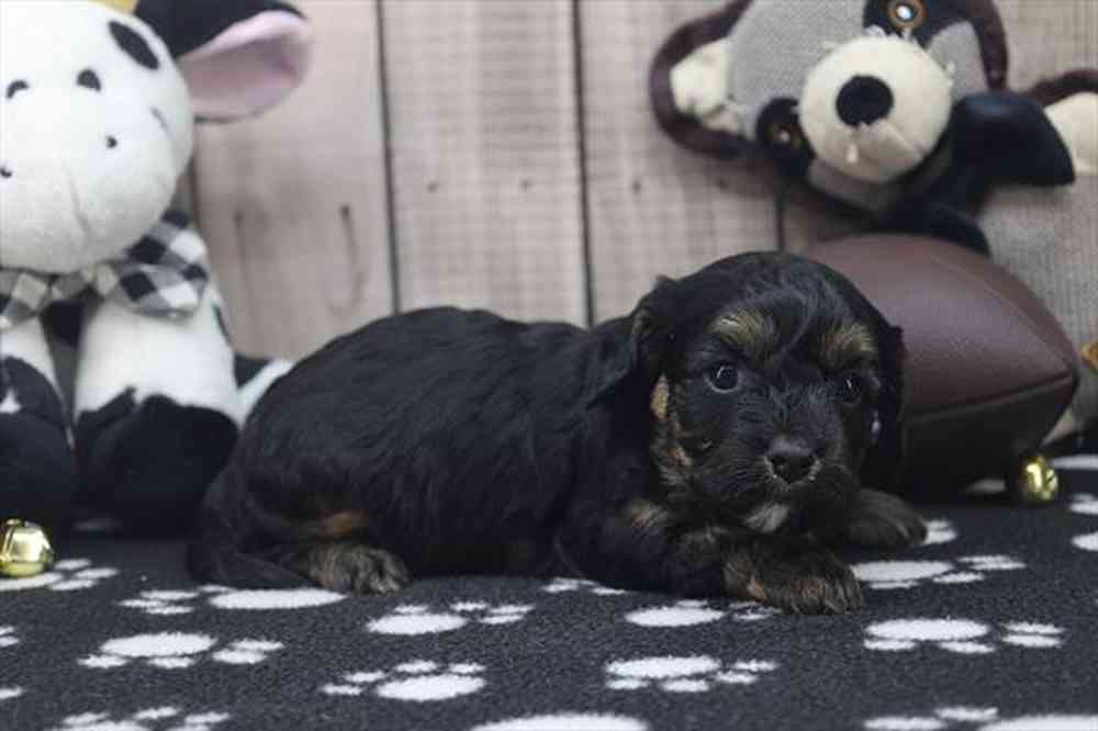 carousel pet images