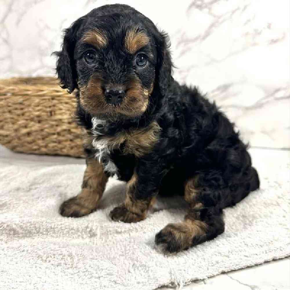 carousel pet images