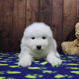 Samoyed