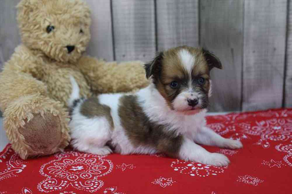 carousel pet images