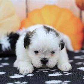 Shih Tzu
