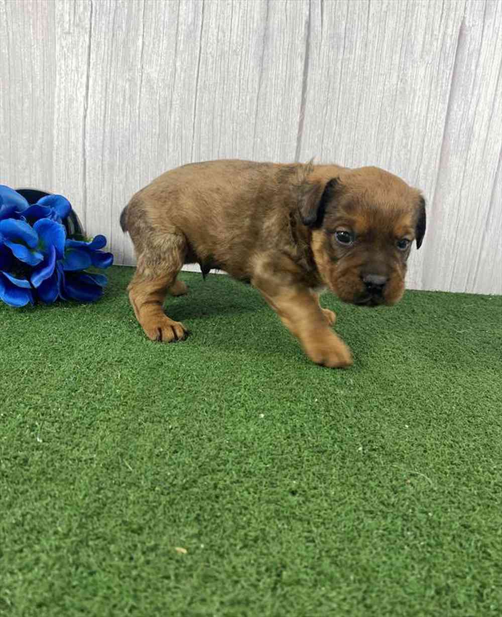 carousel pet images