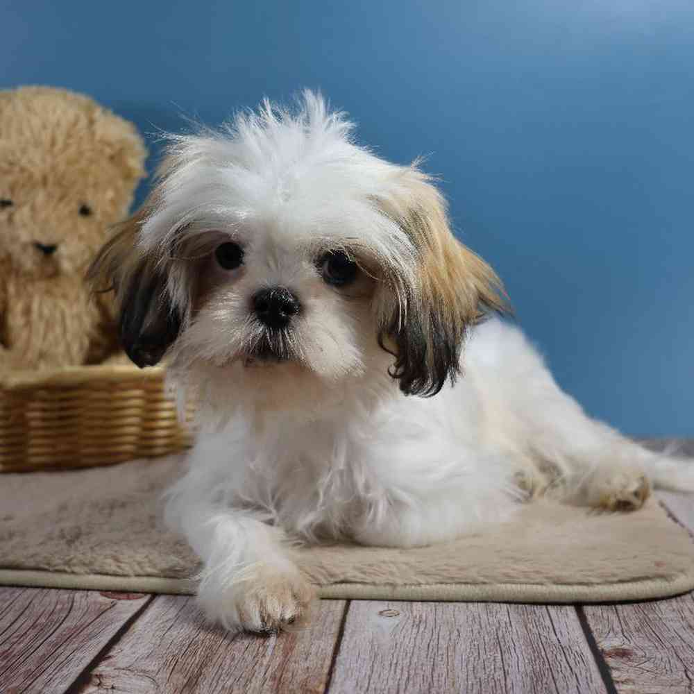 carousel pet images