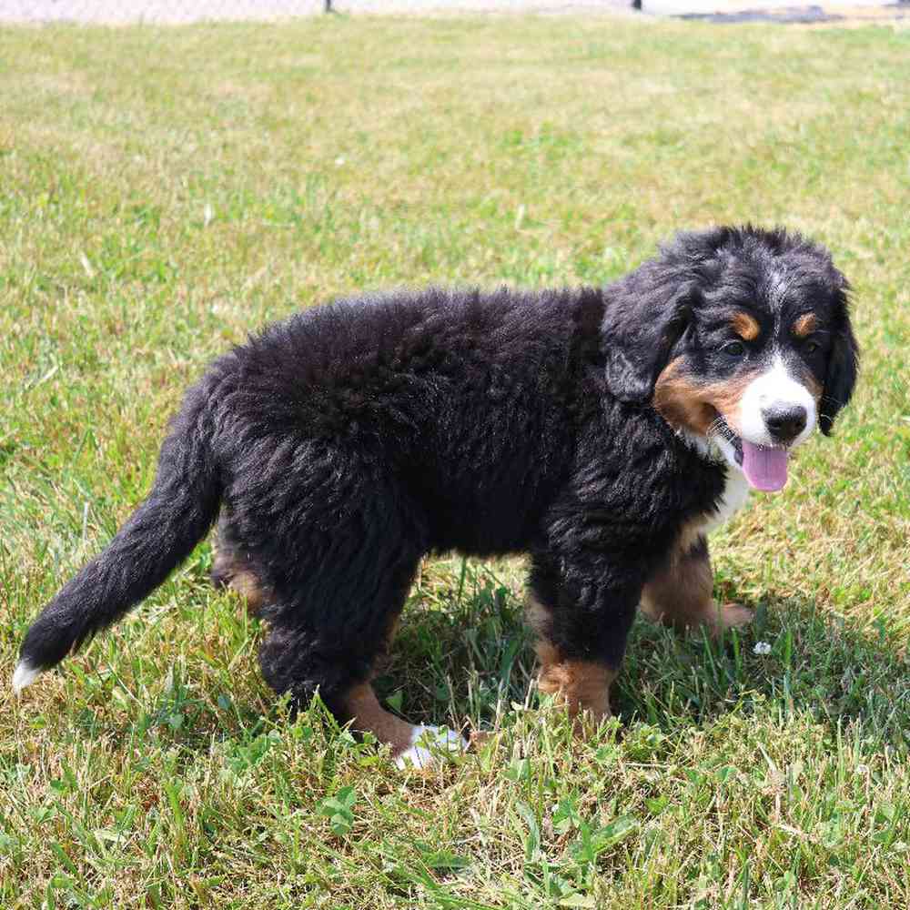 Female Bernese Mountain Dog Puppy for Sale in Millersburg, IN