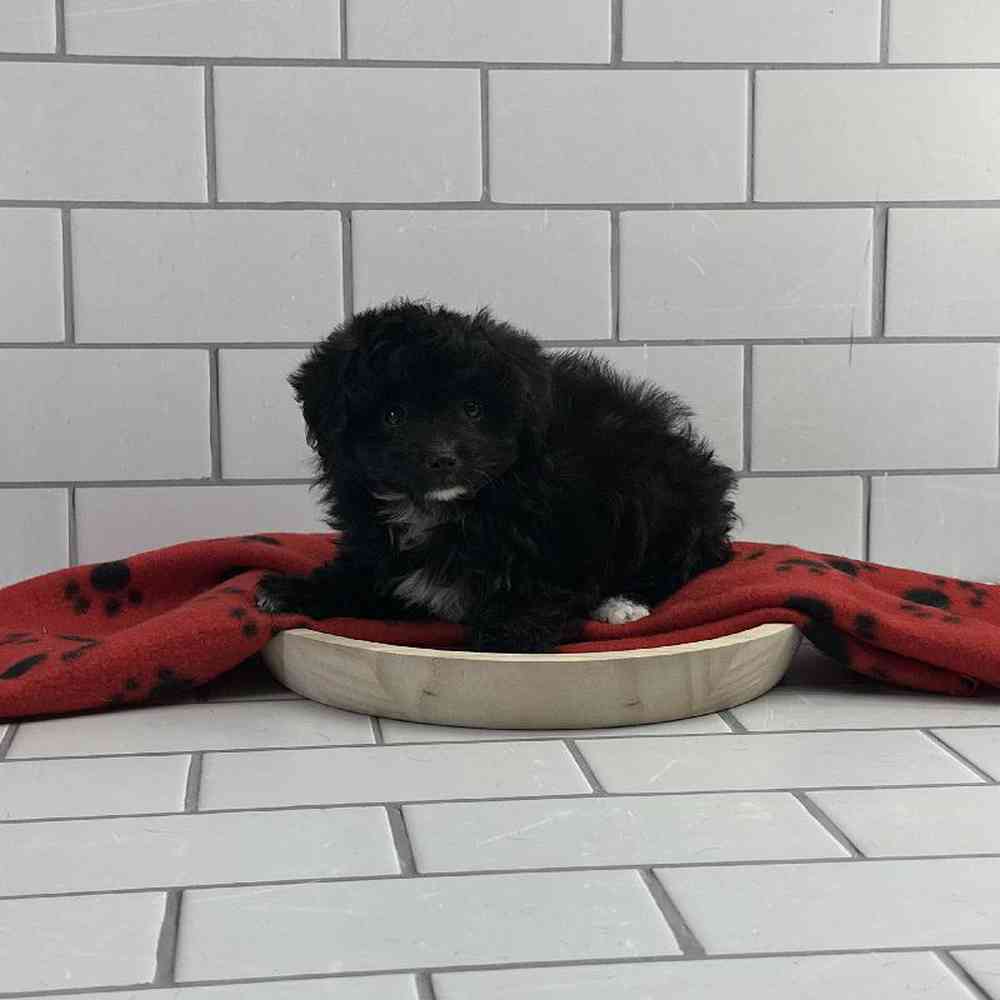 Male Papillon-Toy Poodle Puppy for Sale in Millersburg, IN