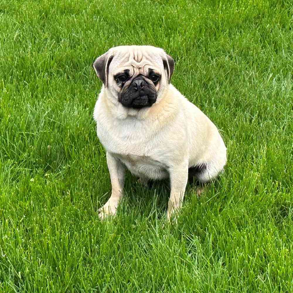 Male Pug Puppy for Sale in Millersburg, IN