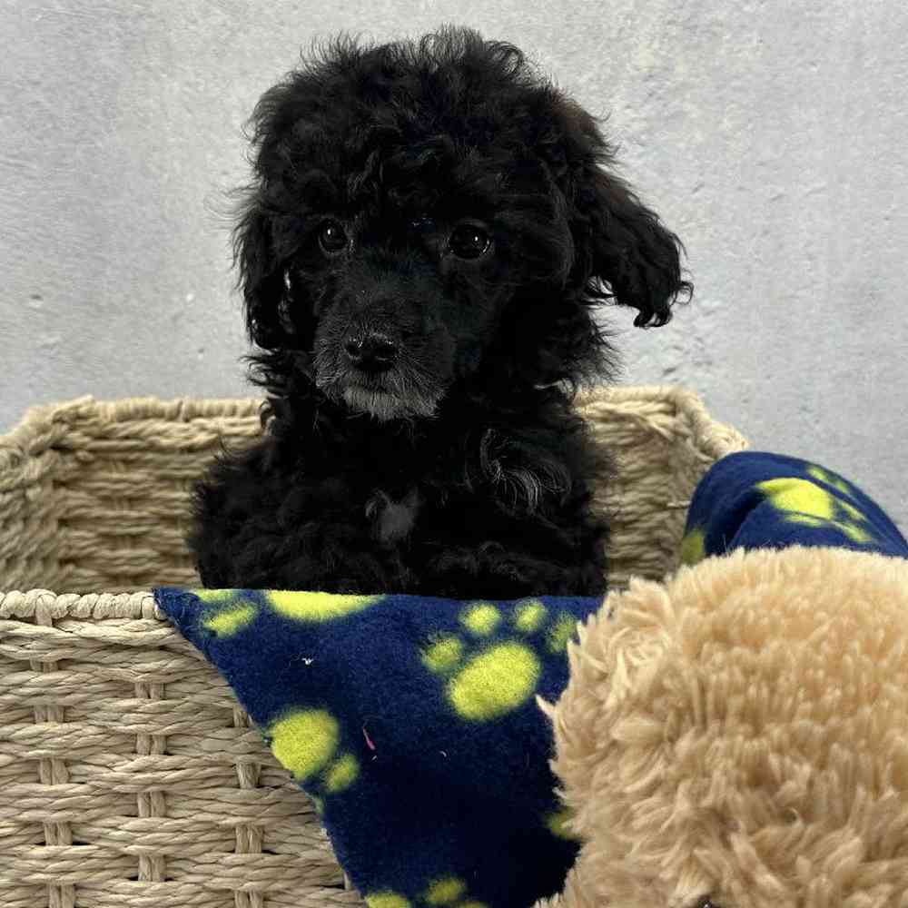 Male Mini Poodle Puppy for Sale in Millersburg, IN