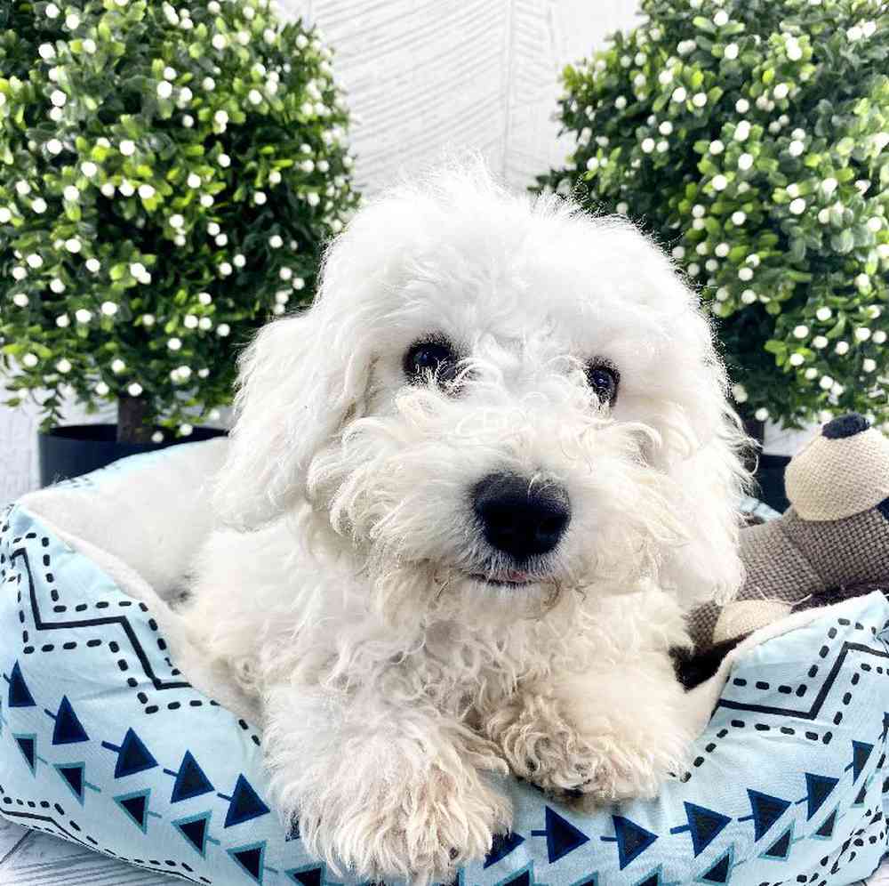 carousel pet images