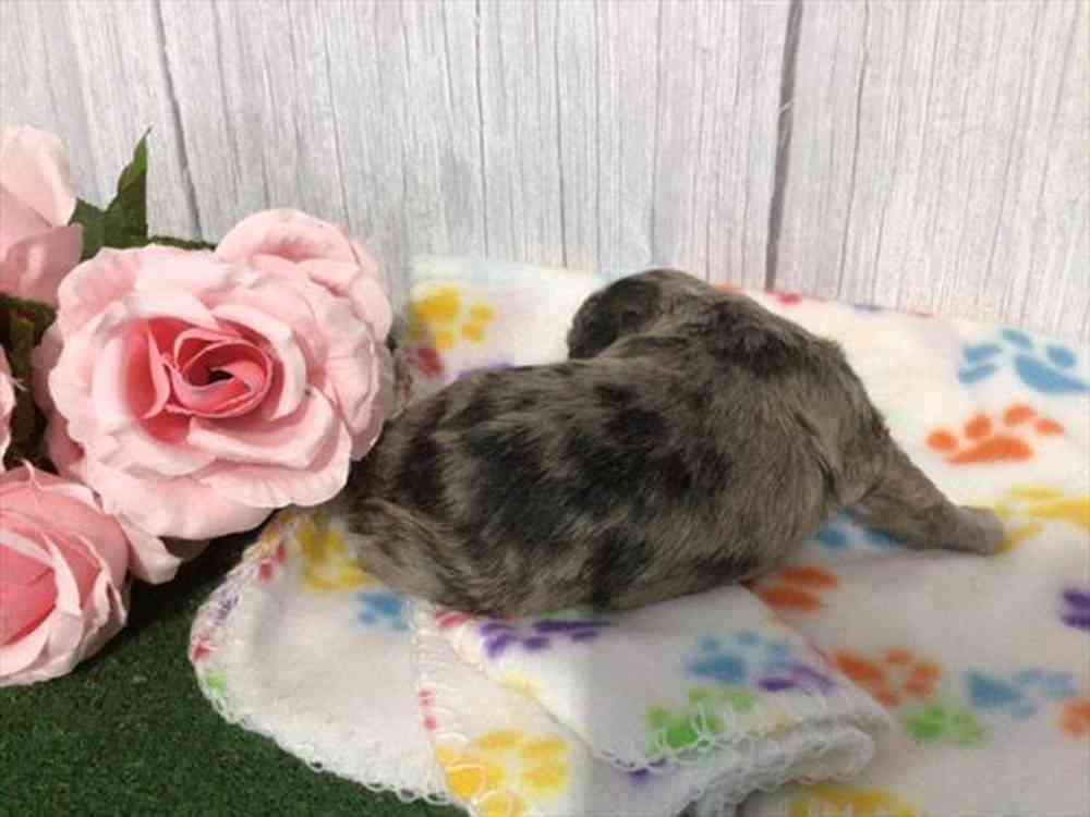 carousel pet images