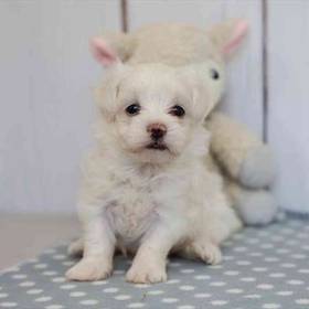 Maltese