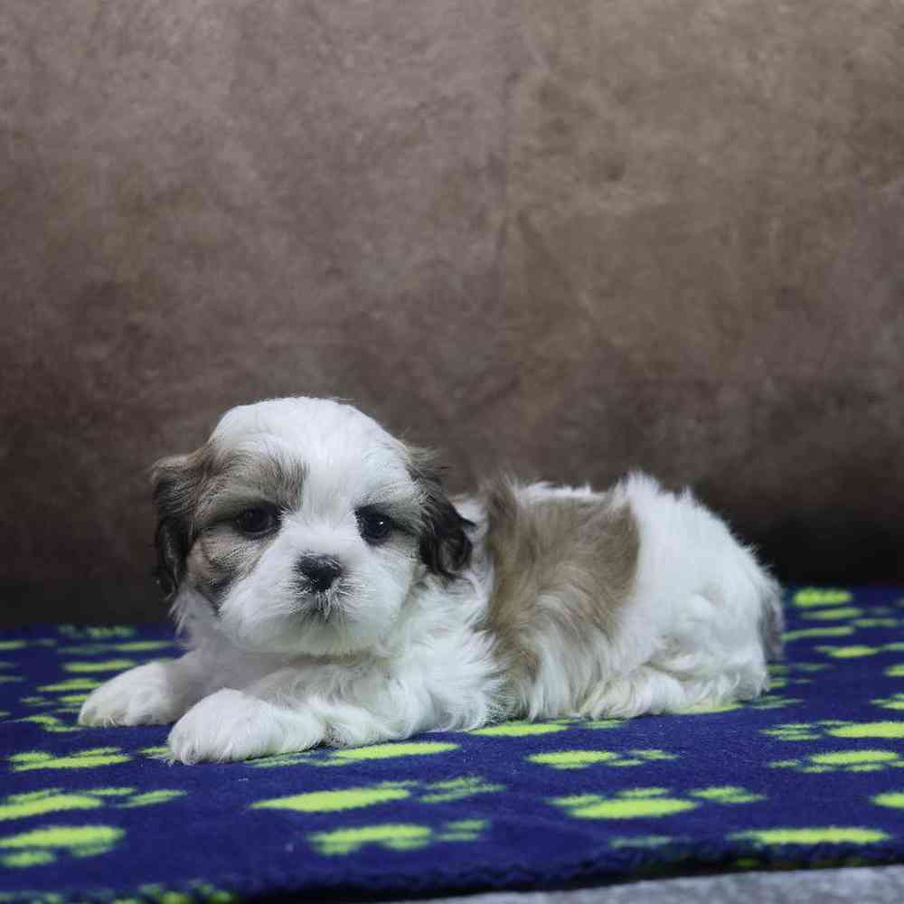 Male Shih Tzu Puppy for Sale in Millersburg, IN