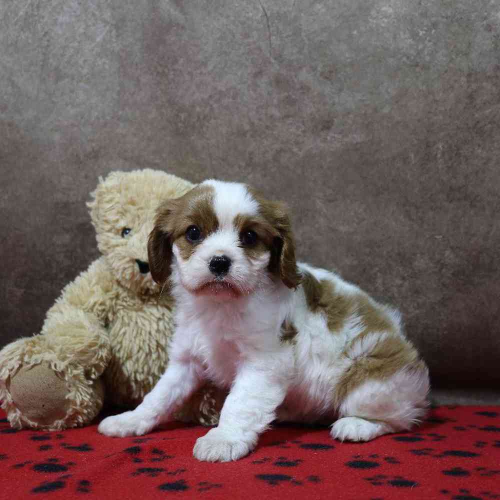carousel pet images