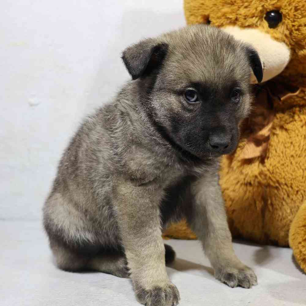 carousel pet images