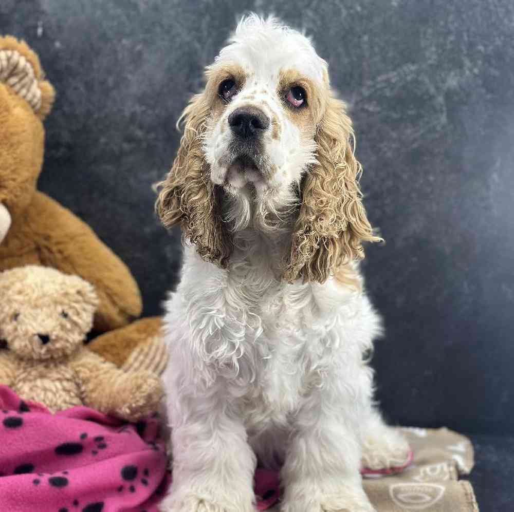 Female Cocker Spaniel Puppy for Sale in Millersburg, IN