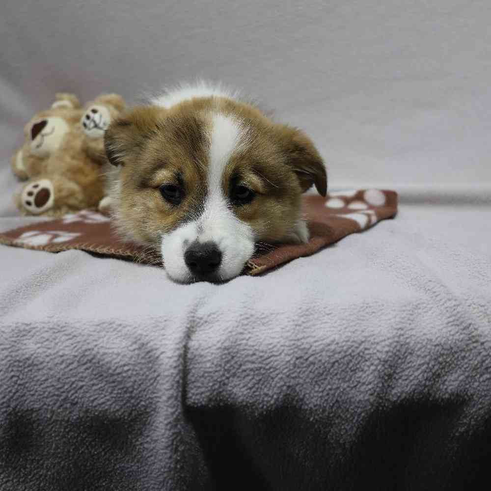 carousel pet images