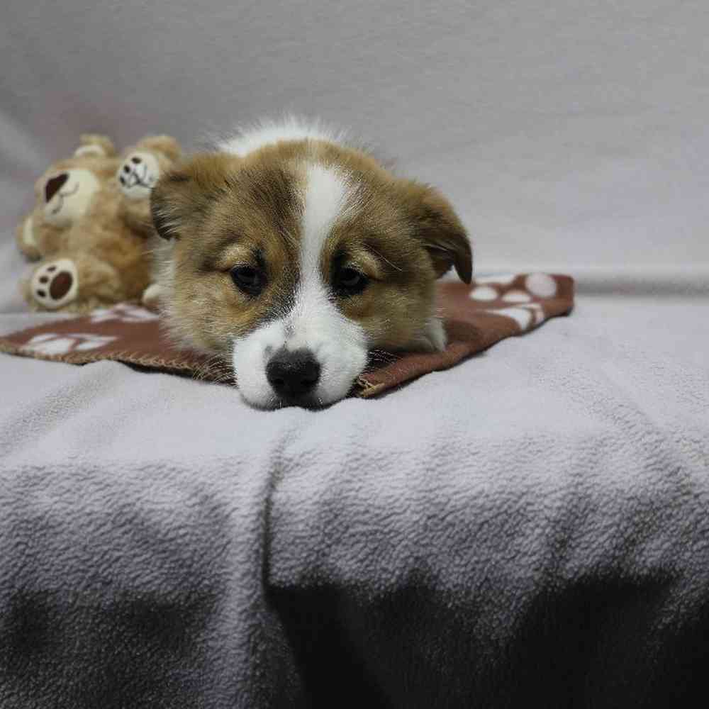 Female Pembroke Welsh Corgi Puppy for Sale in Millersburg, IN