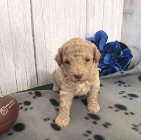 Mini Poodle