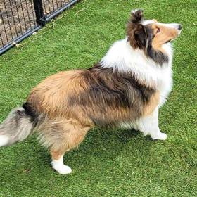 Sheltie