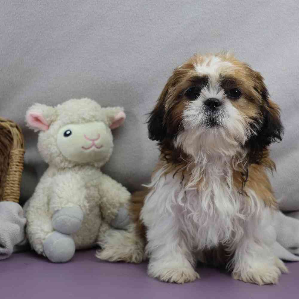 carousel pet images