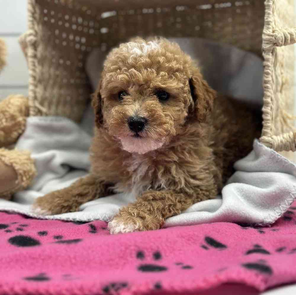 Female Mini Poodle Puppy for Sale in Millersburg, IN