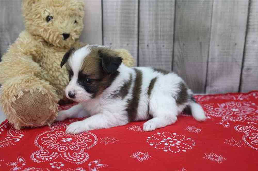carousel pet images