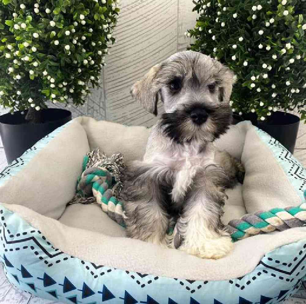 carousel pet images