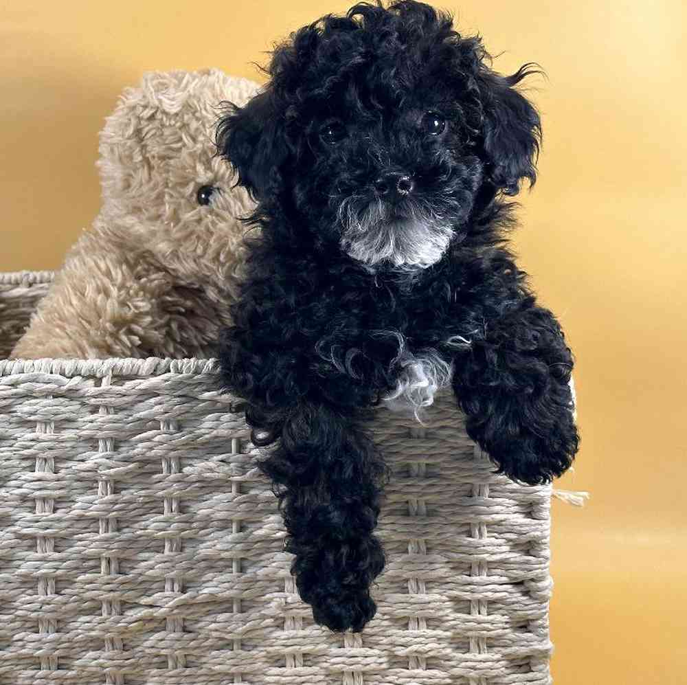 Male Mini Poodle Puppy for Sale in Millersburg, IN