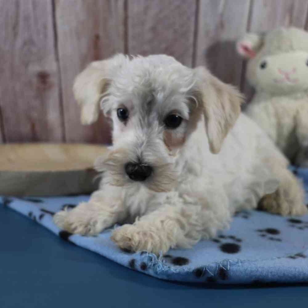 Male Schnoodle Puppy for Sale in Millersburg, IN