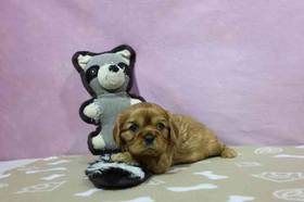 Cavalier King Charles Spaniel