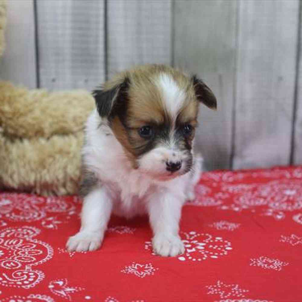 Image of a pet breed in the gallery
