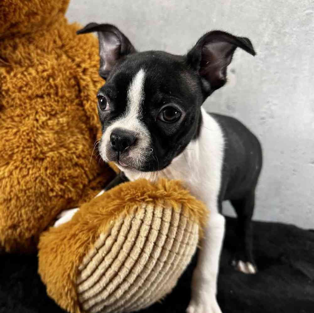 carousel pet images