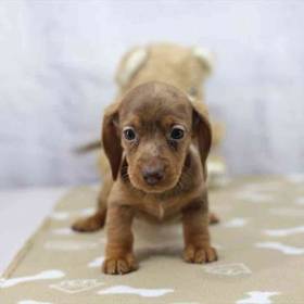 Dachshund