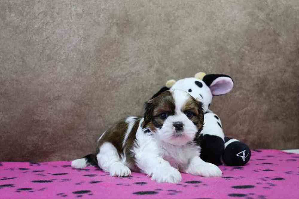 carousel pet images