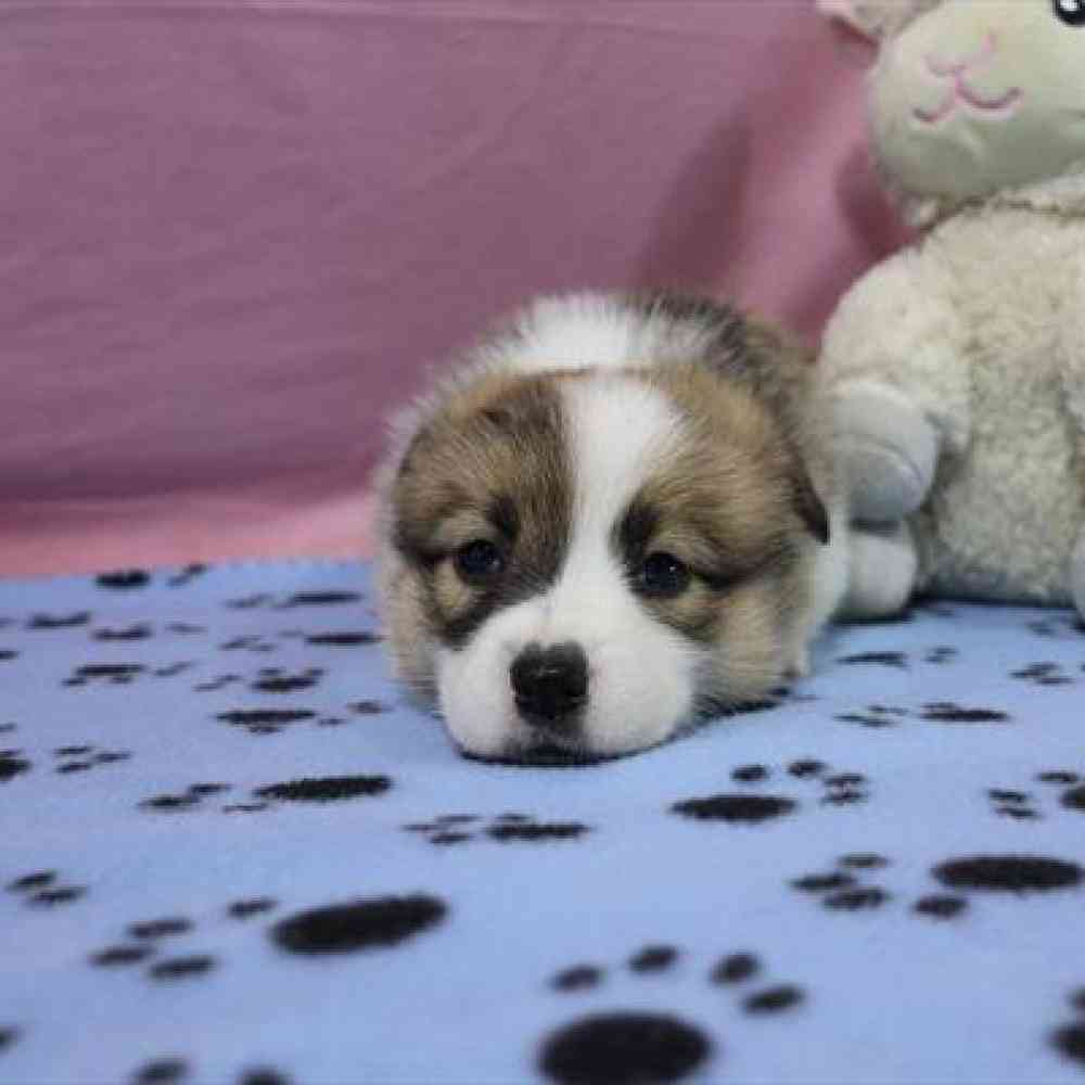 carousel pet images