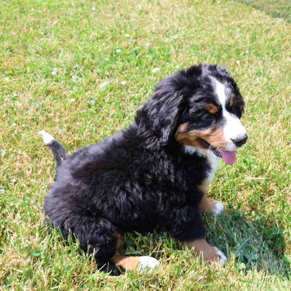Female Bernese Mountain Dog Puppy for Sale in Millersburg, IN