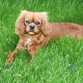 Cavalier King Charles Spaniel