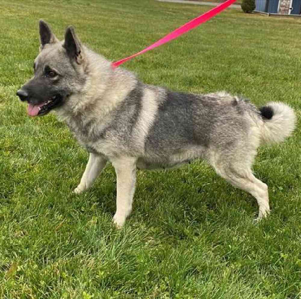 Male Norwegian Elkhound Puppy for Sale in Millersburg, IN